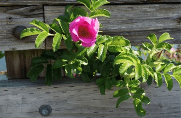 Przeciwzapalne kuracje